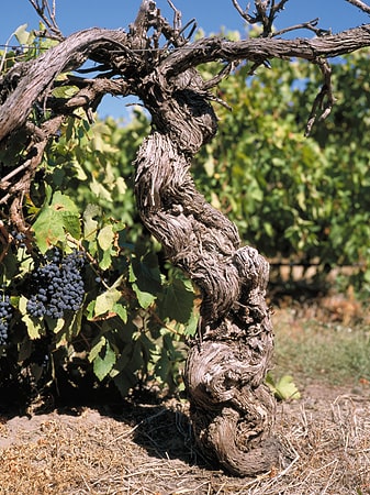 https://vinocorpperu.com/images/bodegas/darenberg/Bunch_Of_Grapes For_The_Dead_Arm_Shiraz-min.jpg